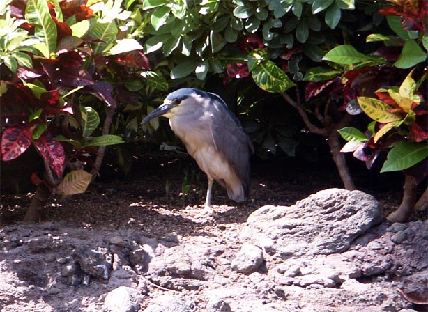 3812-black_crowned_night_heron